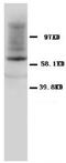 Heat Shock Protein Family D (Hsp60) Member 1 antibody, AM20630PU-N, Origene, Western Blot image 