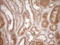 Protein Z, Vitamin K Dependent Plasma Glycoprotein antibody, LS-C340071, Lifespan Biosciences, Immunohistochemistry frozen image 