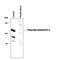 Potassium Voltage-Gated Channel Subfamily B Member 2 antibody, PPS015, R&D Systems, Western Blot image 