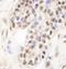 WD Repeat Containing Antisense To TP53 antibody, NB100-68252, Novus Biologicals, Immunohistochemistry frozen image 