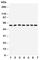 Cytochrome P450 Family 11 Subfamily B Member 1 antibody, R30786, NSJ Bioreagents, Western Blot image 