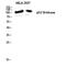 Ribosomal Protein S6 Kinase C1 antibody, A07473S6, Boster Biological Technology, Western Blot image 