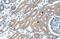 TO antibody, A07526, Boster Biological Technology, Immunohistochemistry paraffin image 