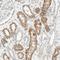 Cadherin 6 antibody, NBP1-87588, Novus Biologicals, Immunohistochemistry frozen image 