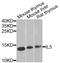 Interleukin 5 antibody, STJ110003, St John