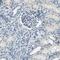 Serine Peptidase Inhibitor, Kazal Type 5 antibody, PA5-52645, Invitrogen Antibodies, Immunohistochemistry frozen image 