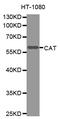 Catalase antibody, MBS126937, MyBioSource, Western Blot image 
