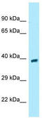 G Protein-Coupled Receptor 68 antibody, TA338231, Origene, Western Blot image 