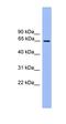 Ubiquilin 2 antibody, orb326289, Biorbyt, Western Blot image 