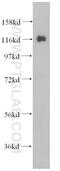 Ubiquitin Specific Peptidase 36 antibody, 14783-1-AP, Proteintech Group, Western Blot image 