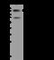 Ubiquitination Factor E4B antibody, 201751-T36, Sino Biological, Western Blot image 