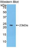 Caspase 4 antibody, LS-C302894, Lifespan Biosciences, Western Blot image 