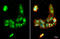 MDM2 Proto-Oncogene antibody, GTX100531, GeneTex, Immunofluorescence image 