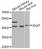 Sorting Nexin 7 antibody, A7805, ABclonal Technology, Western Blot image 