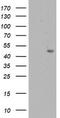 Adipocyte Plasma Membrane Associated Protein antibody, TA504501AM, Origene, Western Blot image 