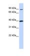 Olfactory Receptor Family 11 Subfamily H Member 12 antibody, orb325176, Biorbyt, Western Blot image 