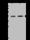 NudE Neurodevelopment Protein 1 Like 1 antibody, 200294-T36, Sino Biological, Western Blot image 