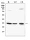 Cyclin Dependent Kinase 5 antibody, A00511-1, Boster Biological Technology, Western Blot image 