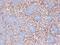 Hyperpolarization Activated Cyclic Nucleotide Gated Potassium And Sodium Channel 2 antibody, NBP2-12895, Novus Biologicals, Immunohistochemistry frozen image 