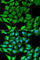Peroxisome Proliferator Activated Receptor Gamma antibody, A0270, ABclonal Technology, Immunofluorescence image 