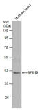 G Protein-Coupled Receptor 15 antibody, GTX131192, GeneTex, Western Blot image 