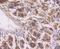 Erk1 antibody, NBP2-67378, Novus Biologicals, Immunohistochemistry paraffin image 