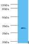 Interleukin 1 Beta antibody, LS-C318493, Lifespan Biosciences, Western Blot image 