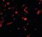 Neudesin Neurotrophic Factor antibody, orb94267, Biorbyt, Immunocytochemistry image 
