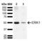 Erk1 antibody, SPC-780D-A655, StressMarq, Western Blot image 