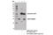 Dual Adaptor Of Phosphotyrosine And 3-Phosphoinositides 1 antibody, 13598S, Cell Signaling Technology, Immunoprecipitation image 