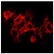 CD4 antibody, 99-145, ProSci, Immunofluorescence image 