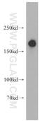 SR-Related CTD Associated Factor 8 antibody, 18893-1-AP, Proteintech Group, Western Blot image 