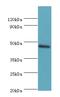 TEA Domain Transcription Factor 4 antibody, MBS7006771, MyBioSource, Western Blot image 