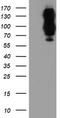 Dipeptidyl Peptidase 9 antibody, TA503956, Origene, Western Blot image 