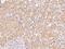 Stomatin Like 1 antibody, 204296-T08, Sino Biological, Immunohistochemistry paraffin image 