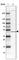 Death Associated Protein Kinase 3 antibody, HPA028569, Atlas Antibodies, Western Blot image 