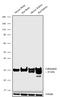 Calbindin 1 antibody, 711443, Invitrogen Antibodies, Western Blot image 