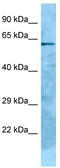 Glypican 2 antibody, TA337870, Origene, Western Blot image 