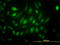 Ubiquitin Specific Peptidase 33 antibody, LS-B5452, Lifespan Biosciences, Immunofluorescence image 