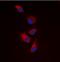 Eukaryotic Translation Initiation Factor 4 Gamma 1 antibody, orb393271, Biorbyt, Immunofluorescence image 