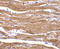 Beta-Secretase 2 antibody, ADI-905-290-100, Enzo Life Sciences, Immunohistochemistry frozen image 