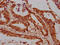 Lactoperoxidase antibody, CSB-PA013066LA01HU, Cusabio, Immunohistochemistry paraffin image 