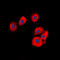 Olfactomedin Like 2B antibody, LS-C356234, Lifespan Biosciences, Immunofluorescence image 