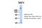 TATA-Box Binding Protein Associated Factor 1 antibody, 25-069, ProSci, Western Blot image 