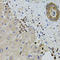 Kinectin 1 antibody, LS-C335610, Lifespan Biosciences, Immunohistochemistry frozen image 