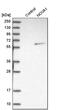 NOVA Alternative Splicing Regulator 1 antibody, PA5-52063, Invitrogen Antibodies, Western Blot image 