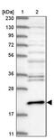Centrin 3 antibody, PA5-57337, Invitrogen Antibodies, Western Blot image 
