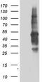Transforming Acidic Coiled-Coil Containing Protein 2 antibody, TA804250, Origene, Western Blot image 