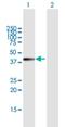 ISY1 Splicing Factor Homolog antibody, H00057461-B01P, Novus Biologicals, Western Blot image 