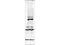 Tousled Like Kinase 1 antibody, TA319197, Origene, Western Blot image 